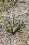 Cockspur pricklypear